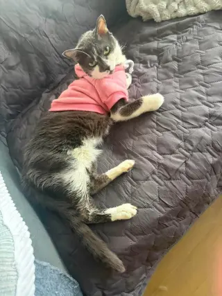 Peggy (Mojo)