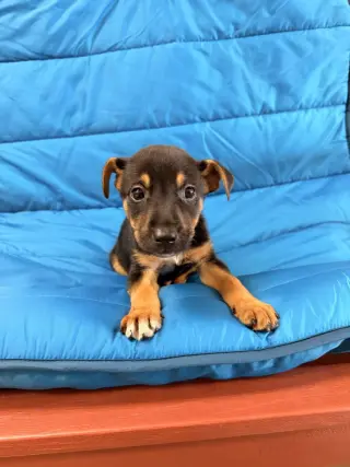 Tic