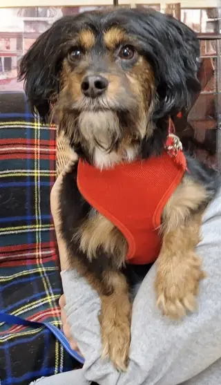 Seamus