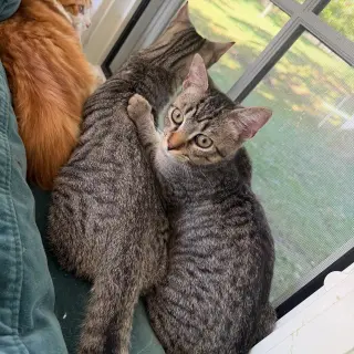 Entrechat & Lenore