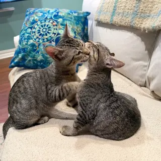 Entrechat & Lenore