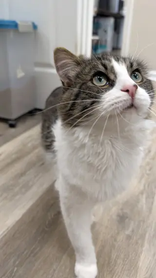 Geralt