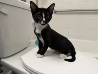 Taz