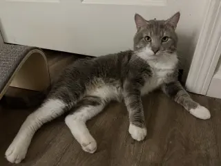 Gordon