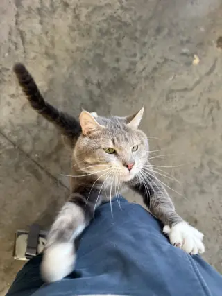 Gordon