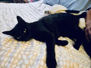 Kiwi 2