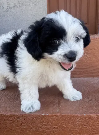Duke