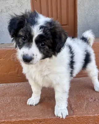 Baron