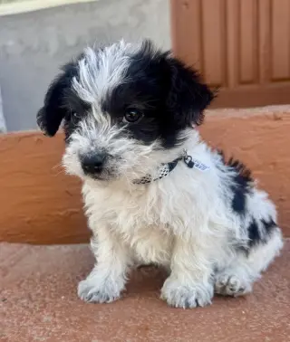 Prince