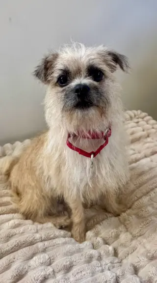 Trixie