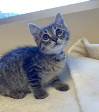 Jinx