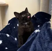 Boo