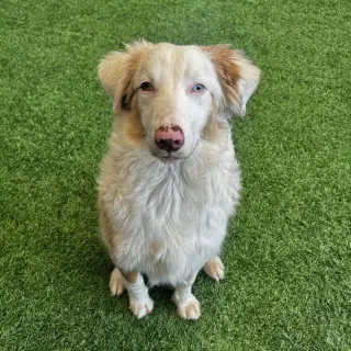 Scout