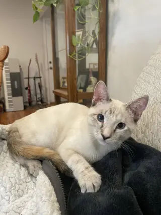 Callie & Cleo (Bonded pair)