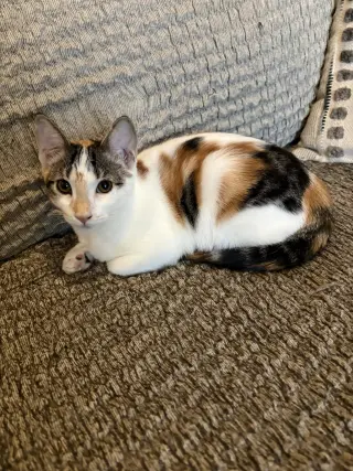 Callie & Cleo (Bonded pair)