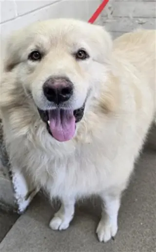 GEORGE