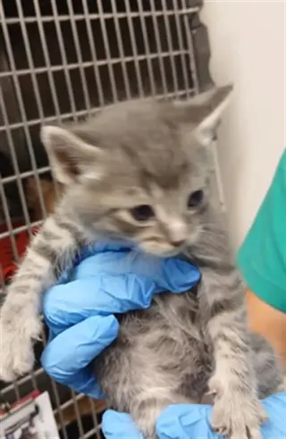 TINY