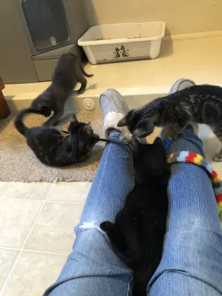 Ebony (foster cat)