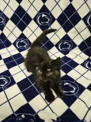 Pearl (foster cat)