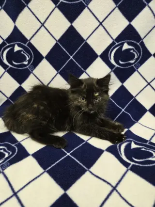 Pearl (foster cat)