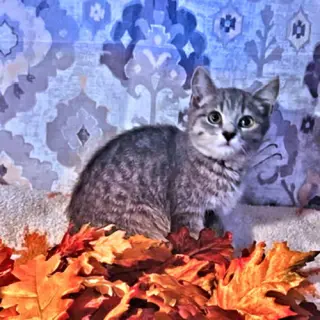 Penny