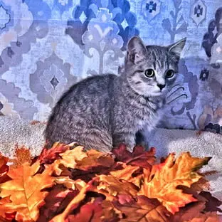 Penny