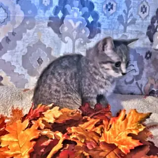 Penny
