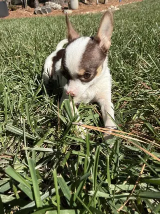 Casanova