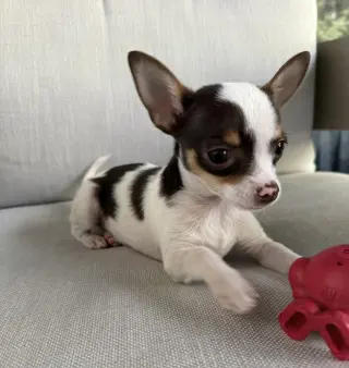 Casanova