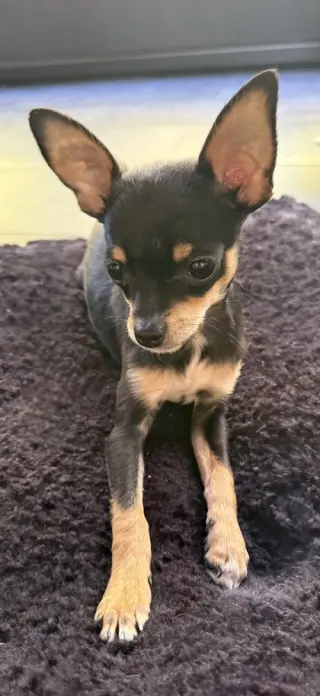 Romeo