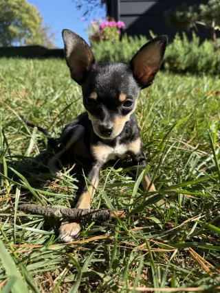 Romeo