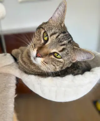 Emmy (AKA Voodoo)
