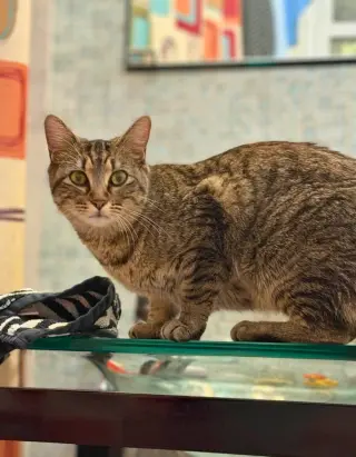 Emmy (AKA Voodoo)