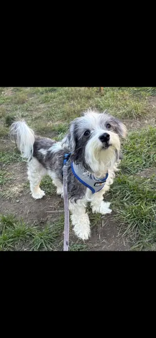 Rosie