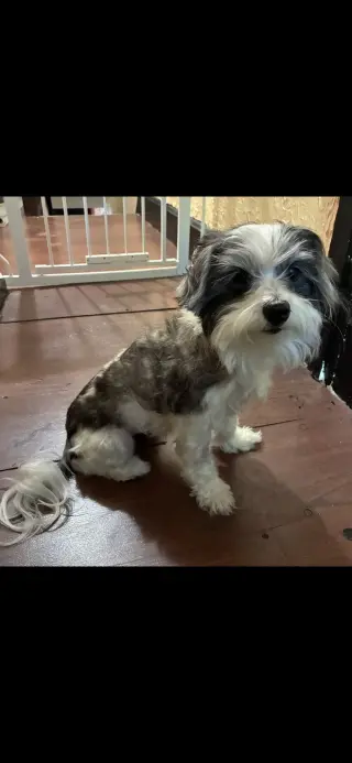 Rosie