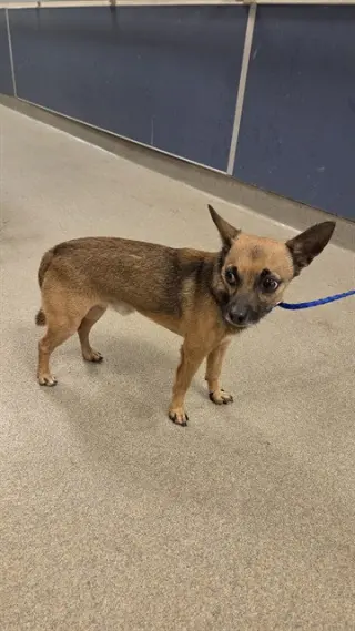 CHICO