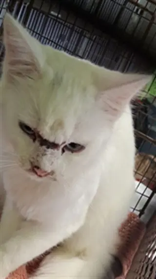 FRIDA