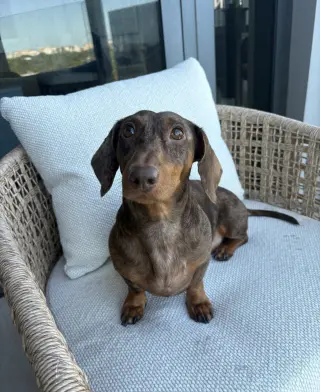 Milo
