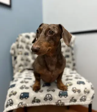 Milo