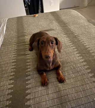 Milo