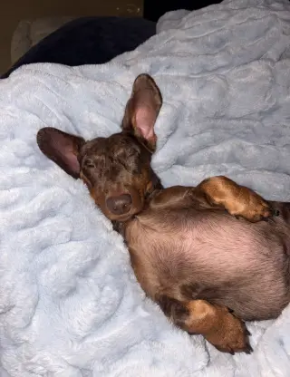 Milo