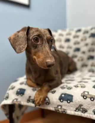 Milo