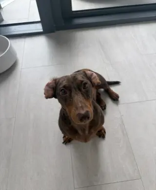 Milo