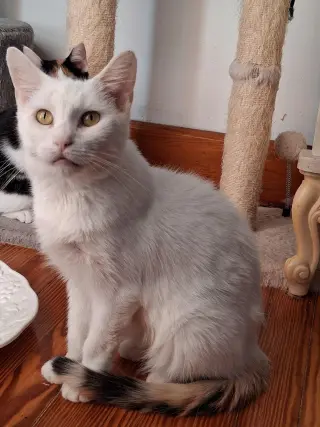 Betty White (foster cat)