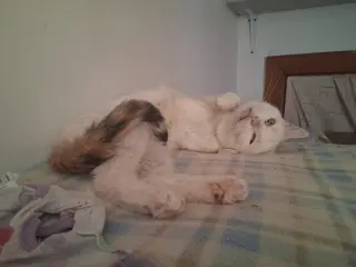 Betty White (foster cat)