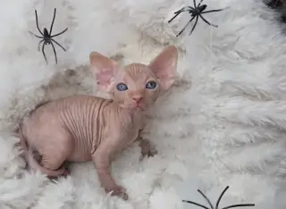 Gatitos Bengalíes en adopción