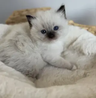 Gatito británico de pelo corto