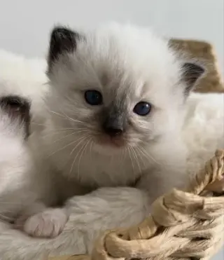 Gatito británico de pelo corto