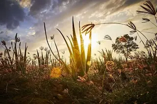 la piel nutrida es hermosa