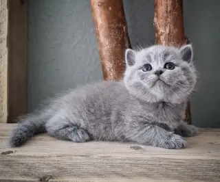 Adopción: Británico de Pelo Co